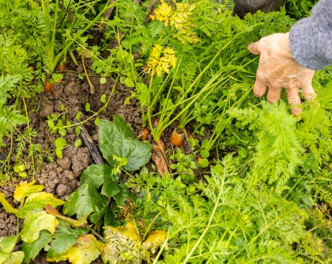 Nadchodzą silne przymrozki – jak chronić przed nimi warzywa? Co zostawić, a co szybko zebrać z grządek?