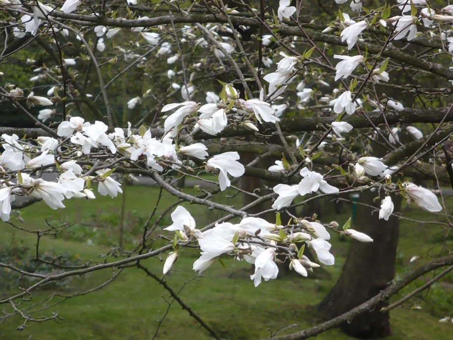 Pozostałe, Czas na majówkę ..........i..........czas na magnolie .......... - ..................i magnolia................