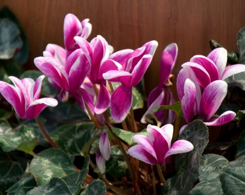 Nie wyrzucaj cyklamenu, gdy przekwitnie. Prosty zabieg sprawi, że zakwitnie podwójnie