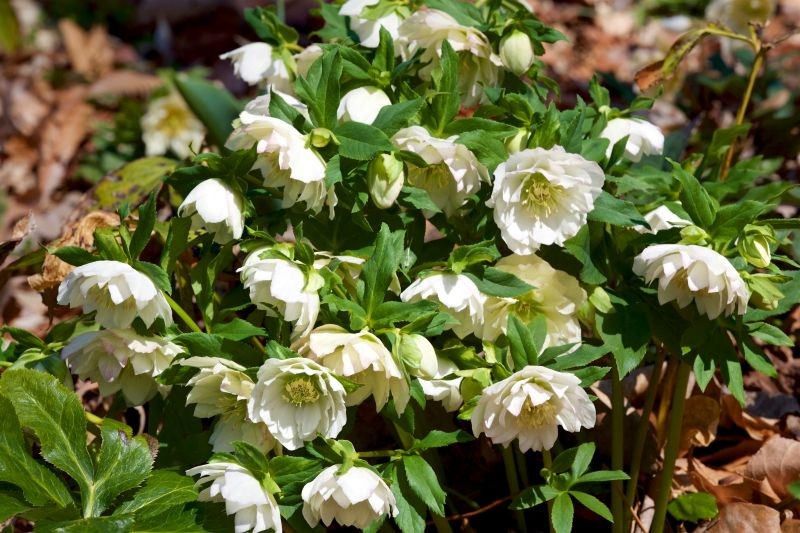 Jakie odmiany ciemierników są najpiękniejsze?