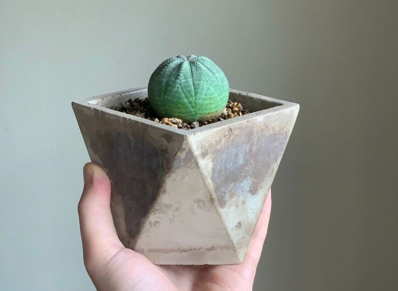 W naszym klimacie wilczomlecz opasły nadaje się tylko do uprawy w doniczce.