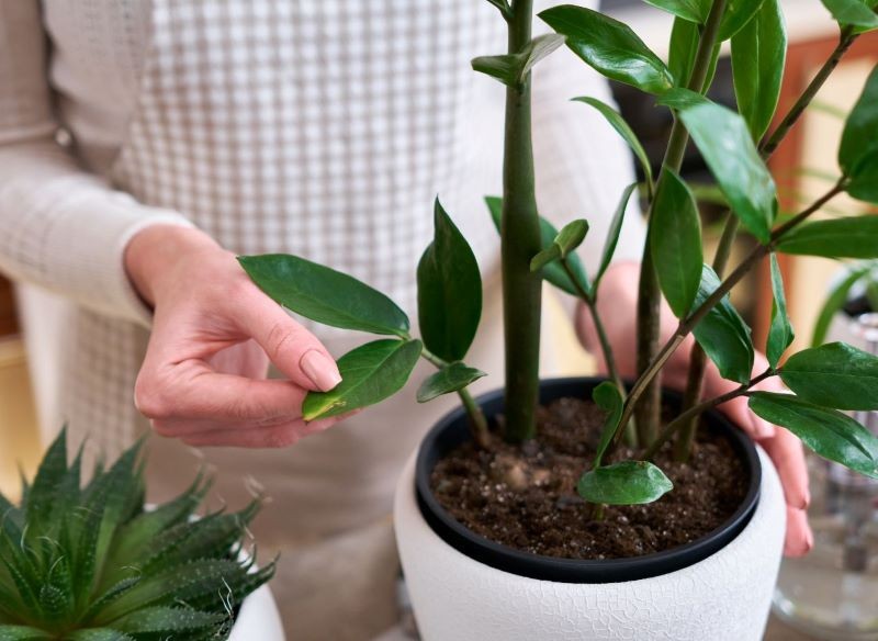 Liść, z którego chcemy przygotować sadzonkę zamiokulkasa, musi być zdrowy.