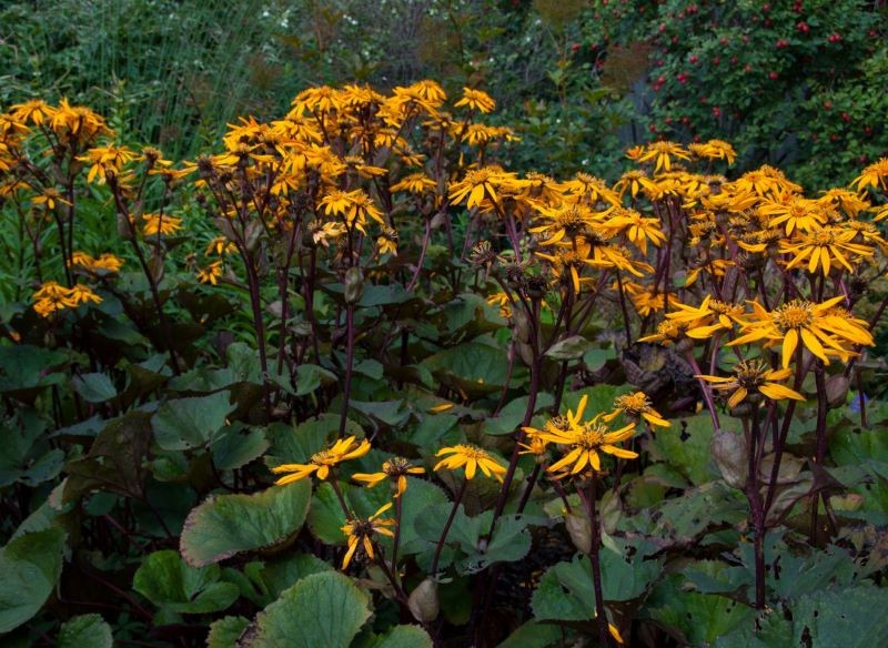 Języczka pomarańczowa jest całkowicie mrozoodporną byliną.