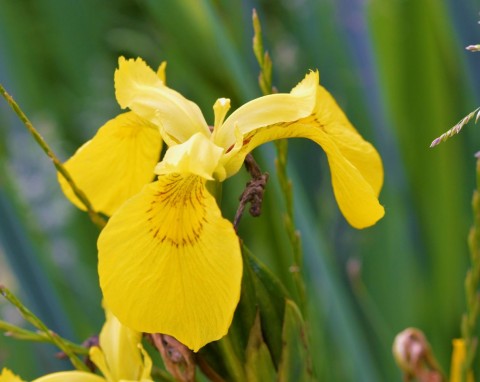 Kosaciec żółty (Iris pseudacorus)