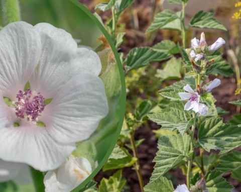 Prawoślaz lekarski (Althaea officinalis)