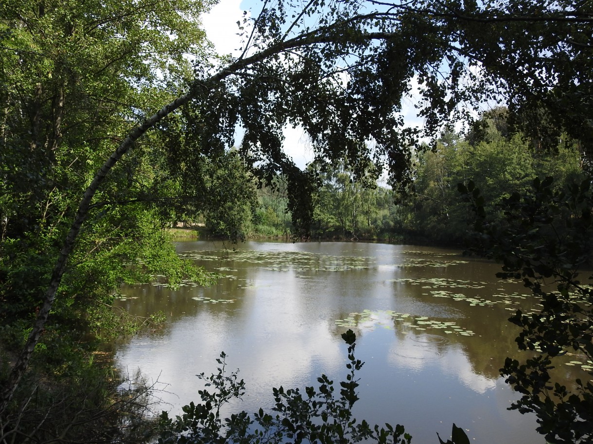 Leśne klimaty, ZWYKŁE I NIEZWYKŁE