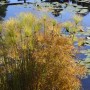 Rośliny, Arboretum