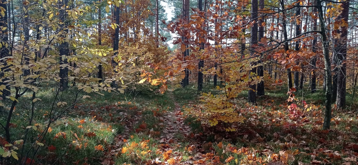 Leśne klimaty, Jesienny las