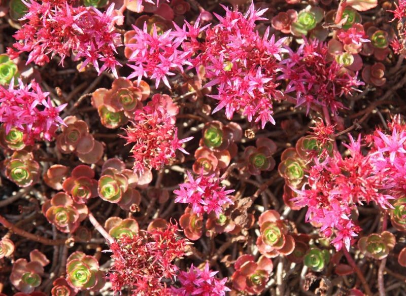 Rozchodnik kaukaski (Sedum spurium)