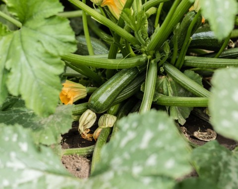 Mączniak prawdziwy na cukinii. Zrób naturalny oprysk, szybko pozbędziesz się choroby