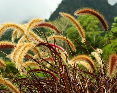 Imperata cylindryczna  (Imperata cylindrica)