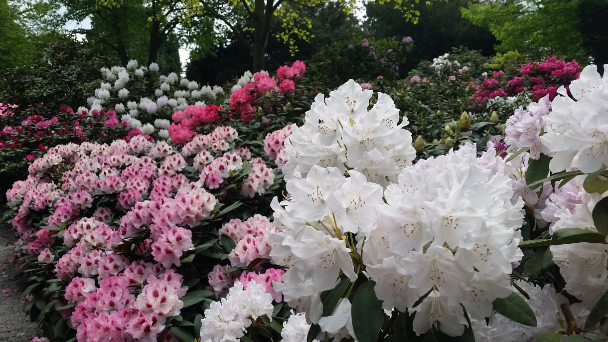 Pozostałe, Zakwitly rozaneczniki i azalie w arboretum