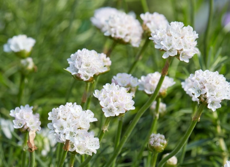 zawciąg nadmorski uprawa