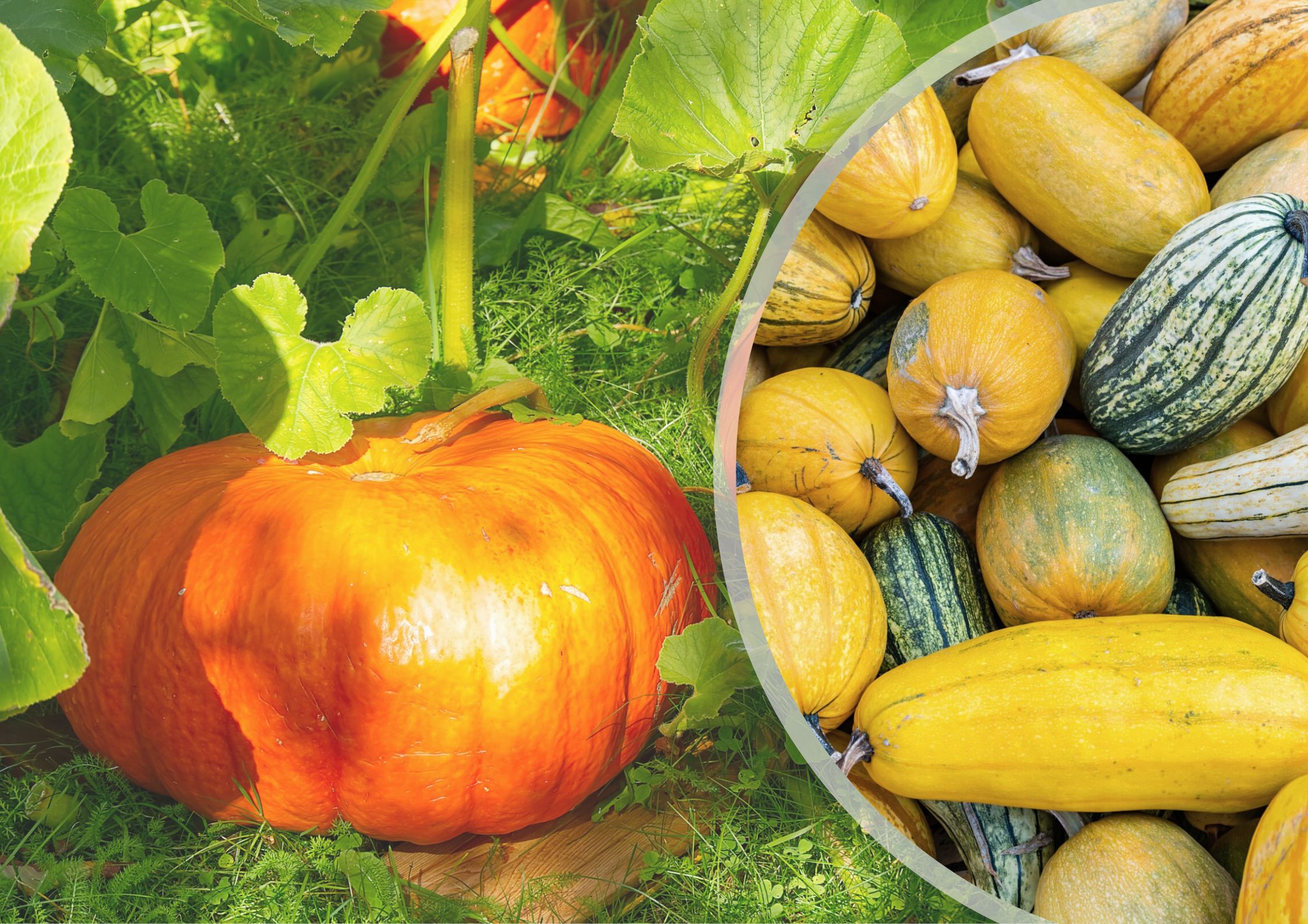Najlepsze odmiany dyni. Uprawa dyni na podporach i w gruncie Deccoria.pl