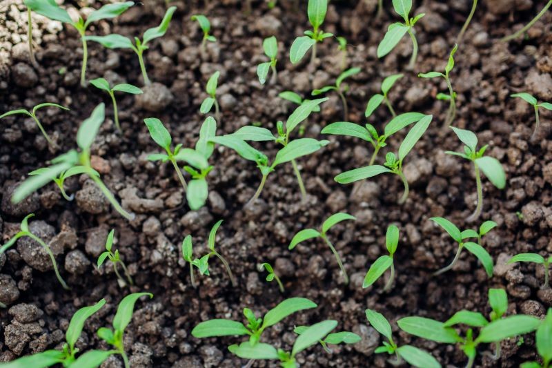 Uważajmy, aby nie przenawozić rozsady pomidora.