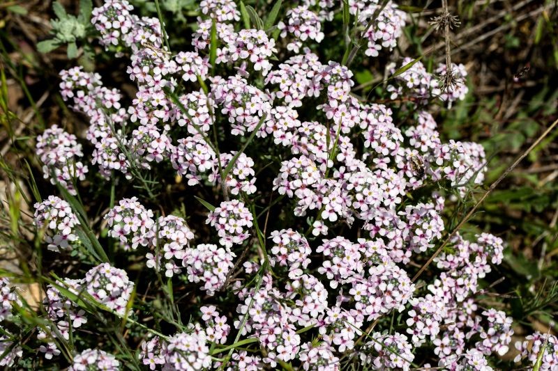 Skrzydlinka nie ma wygórowanych wymagań glebowych.