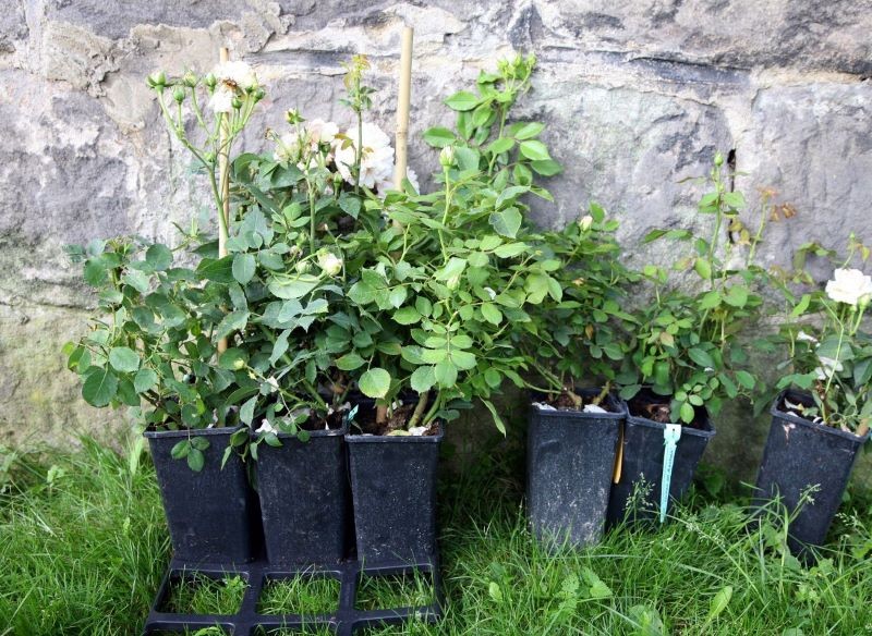 Sadzonki w pojemnikach przyjmą się w maju szybciej niż te z gołym korzeniem.