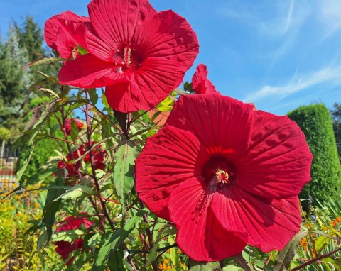 Hibiskus bagienny będzie kwitł aż do października. Wystarczy, że podsypiesz go odpowiednim nawozem