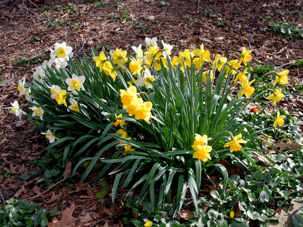 Rośliny, Biegiem po Ogrodzie Botanicznym..