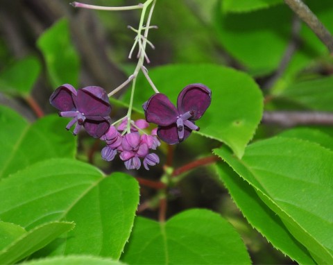 Akebia pięciolistkowa (Akebia quinata)