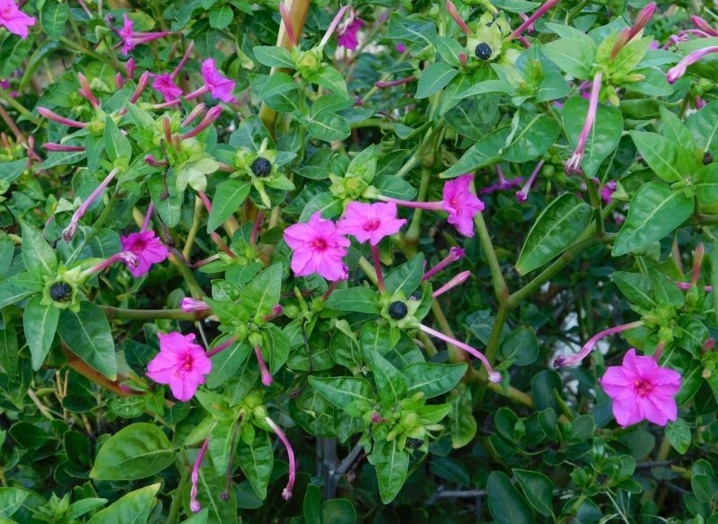 Dziwaczek peruwiański w przeciętnej glebie słabiej kwitnie.