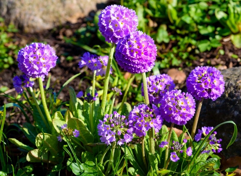 uprawa pierwiosnka ząbkowanego