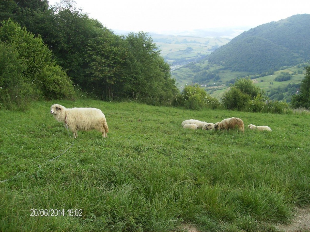 Pozostałe, SZCZAWNICA – ŻYCIODAJNY  ZDRÓJ