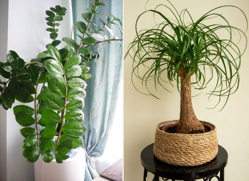 W sąsiedztwie kaloryfera mogą stać zamiokulkas oraz nolina.