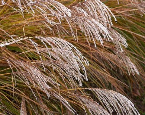 Miskant chiński (Miscanthus sinensis 'Ferner Osten')