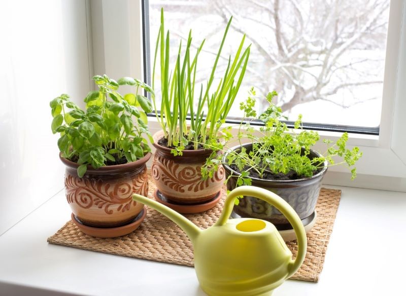 W ogródku na parapecie warto uprawiać zioła i warzywa.