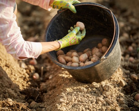 Kiedy sadzić ziemniaki i jak prawidłowo to robić? Wybierz najlepszy czas, plon będzie obfity i zdrowy