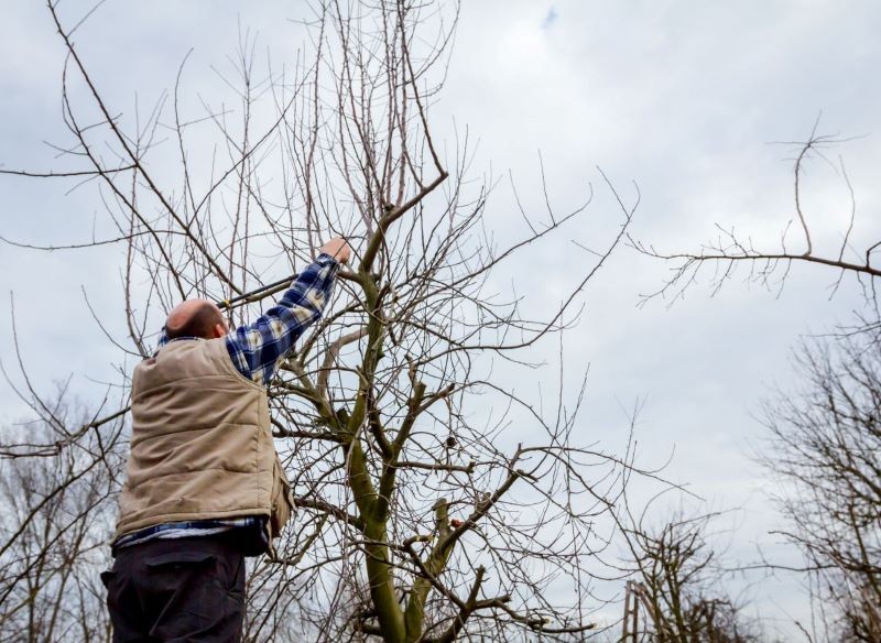 cięcie drzew owocowych