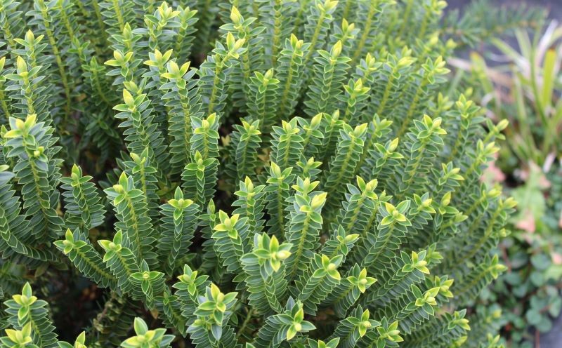 Hebe widłakowata zachwyca nietypowym wyglądem ulistnionych pędów.