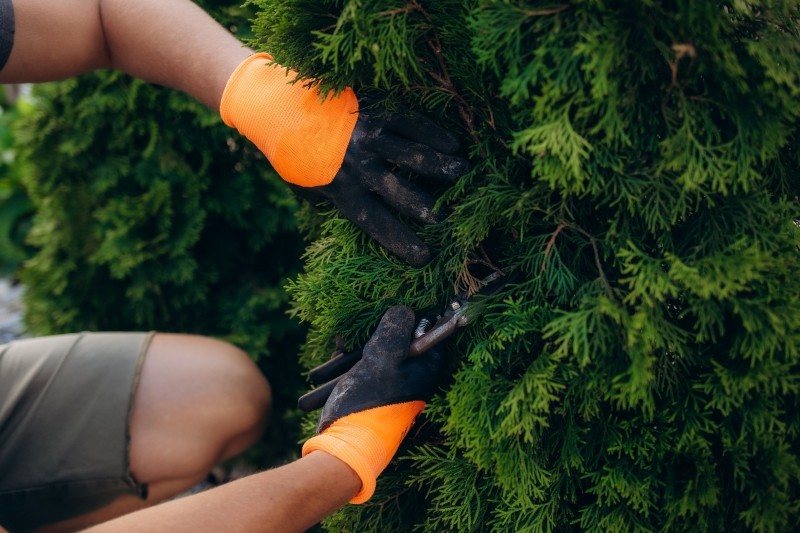 które iglaki przycinać w kwietniu
