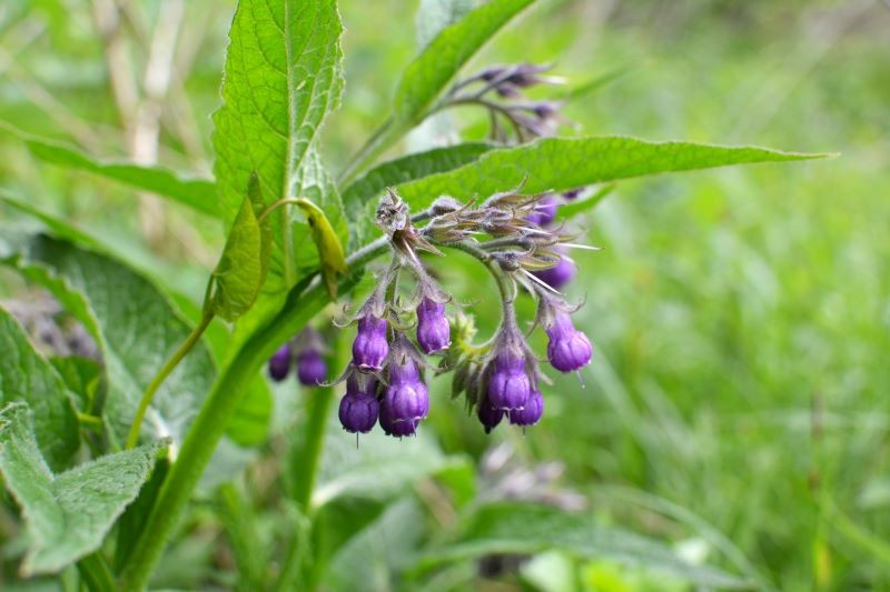 Dlaczego warto sadzić żywokost wokół drzew owocowych? 