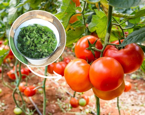 Najlepsze naturalne nawozy do pomidorów. Stosuj regularnie, a krzaki będą uginać się od owoców
