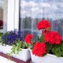 Pozostałe, Mój balkonowy ogródek - Kwiaty-2006