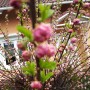 Rośliny, Wiosenny ogród - Migdałek powoli kwitnie