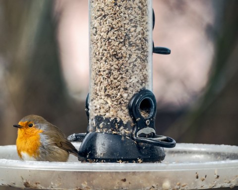 Wrzuć do poidełka w karmniku, woda nie będzie szybko zamarzać. Więcej ptaków przyleci do ogrodu