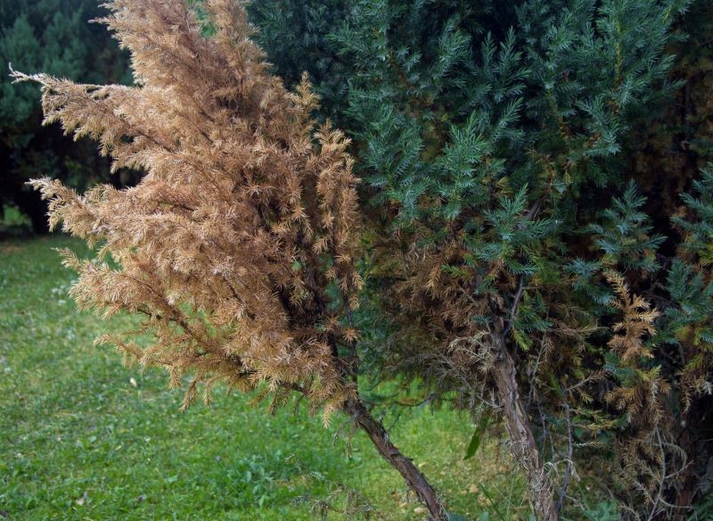 Susza fizjologiczna jest najczęstszą, choć niejedyną przyczyną brązowienia iglaków po zimie.