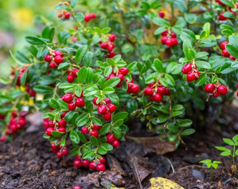 Borówka brusznica (Vaccinium vitis-idaea)