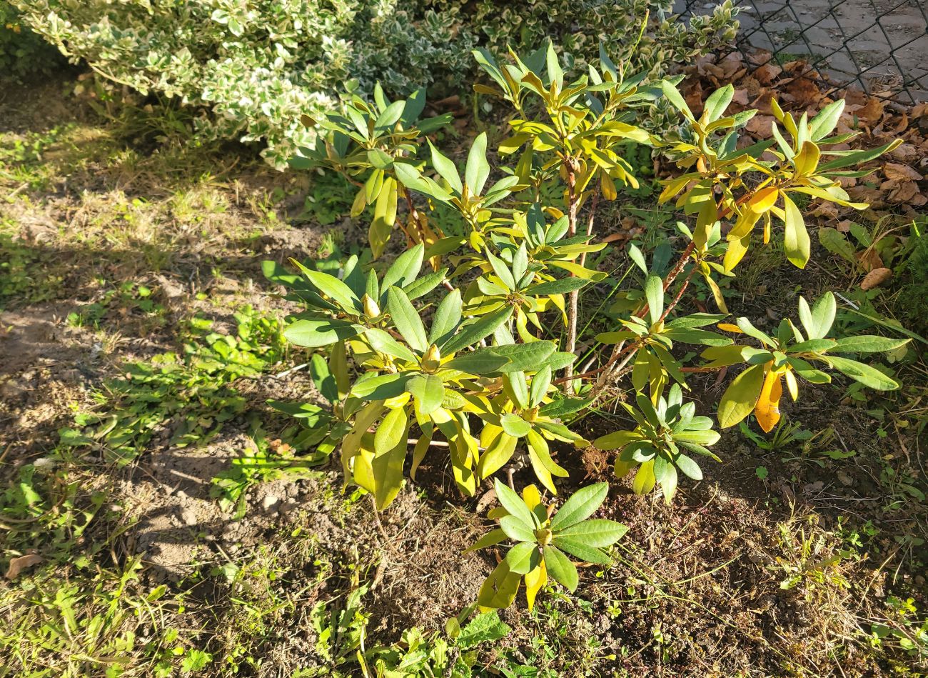  Służy jako ściółka i nawóz. Najlepsze, co możesz dać rododendronom na jesień