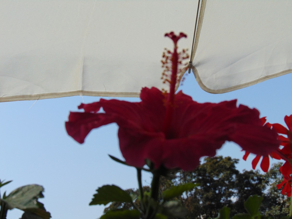 Rośliny, Pełnia lata ............... - ...............i hibiskus..............