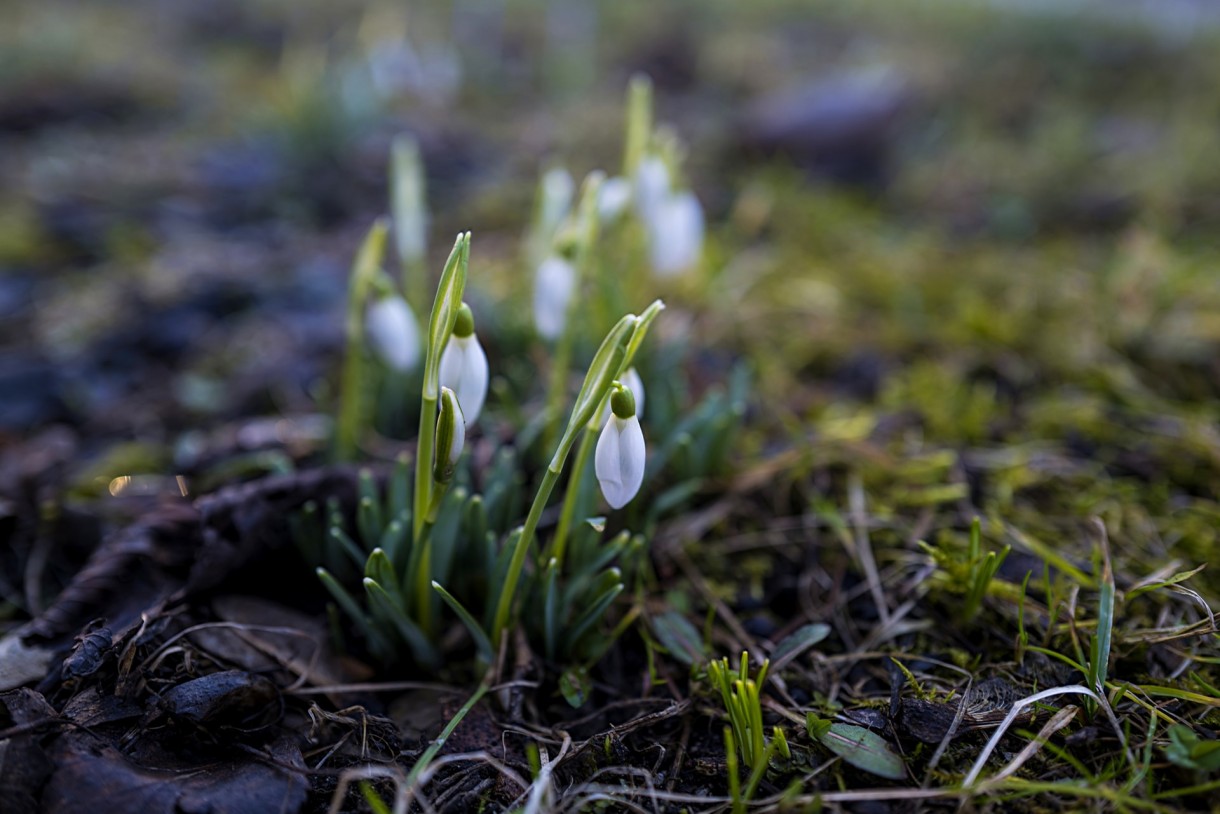 Ogród, Śnieżyczka przebiśnieg - Przebiśnieg