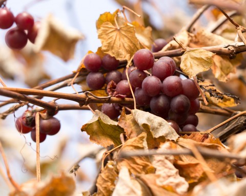 Jak zabezpieczyć winorośl na zimę? Kopczykowanie i okrywanie winorośli