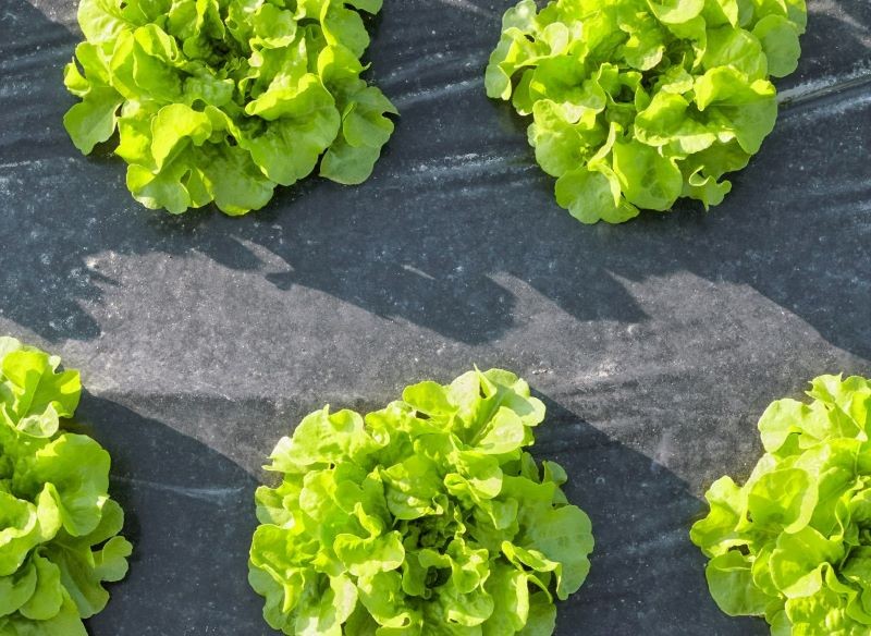 Czarna agrowłóknina chroni przed chwastami.