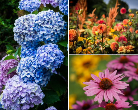 QUIZ: Czy rozpoznasz te rośliny ogrodowe po kwiatach?