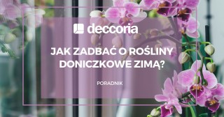 Jak zadbać o rośliny doniczkowe zimą?