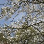 Pozostałe, Czas na majówkę ..........i..........czas na magnolie .......... - .............i białe kwiaty...............