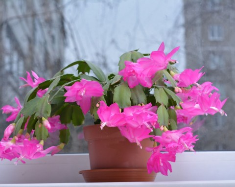 Jak sprawdzić, czy grudnik został przelany? Mam super  metodę na podlewanie, która pobudza do kwitnienia